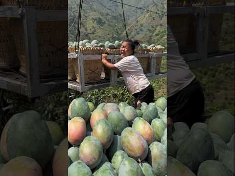 Unlocking the Secrets of Chinis Fruits: A Taste Adventure!#fruitcutting #satisfying #shortsfeed#103