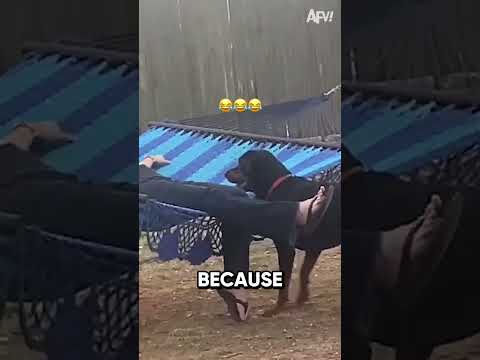 From Fun to Fright: The Hammock Dog Dilemma! 🐕💥