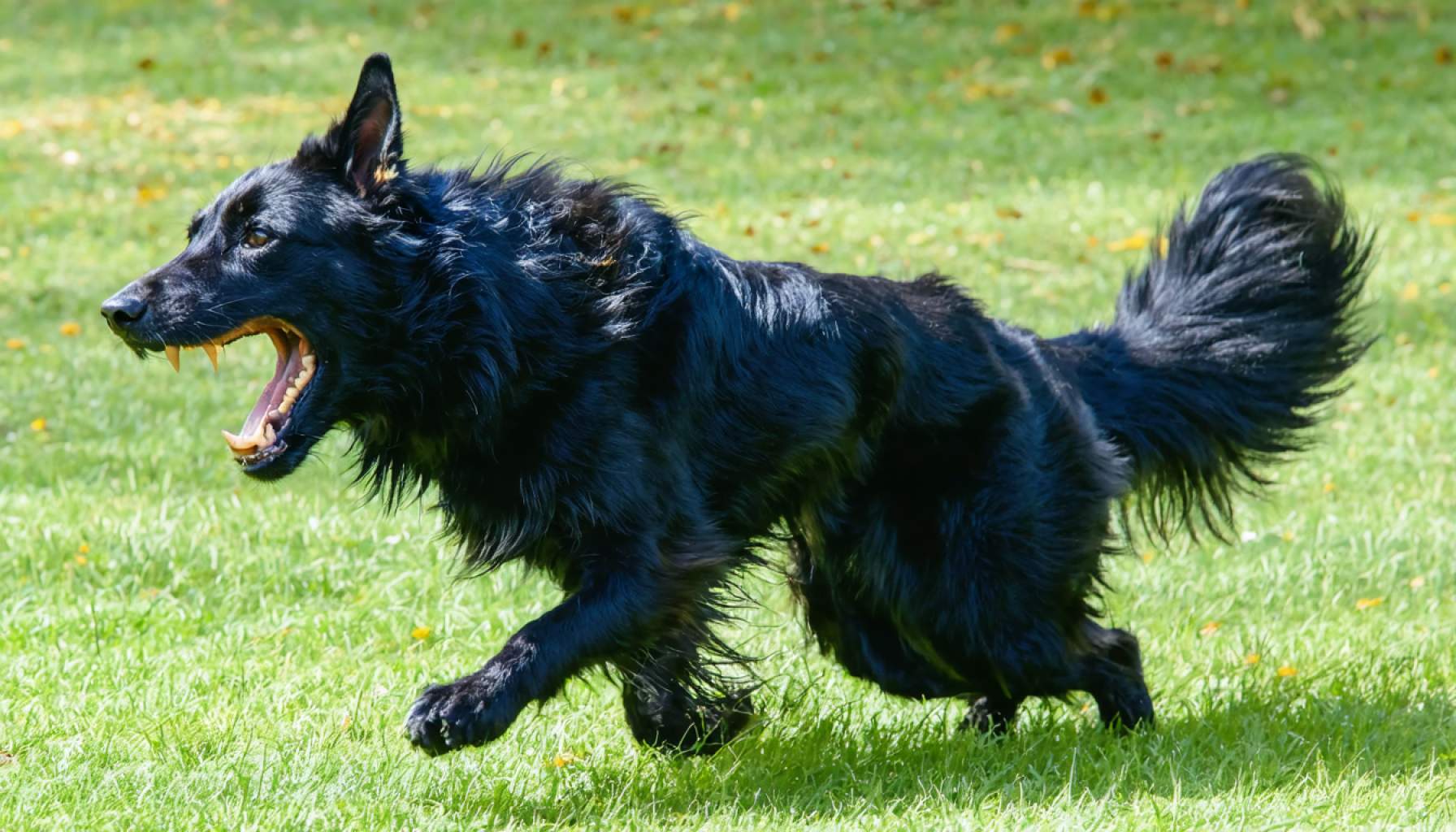 Furious Encounter Over Dogs Turns Into Terrifying Ordeal in Tui