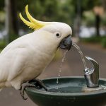 Sydney’s Genius Cockatoos Amaze Scientists by Hacking Public Drinking Fountains in Urban Survival Twist